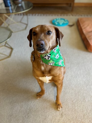 Happy St. Patty's from Roux